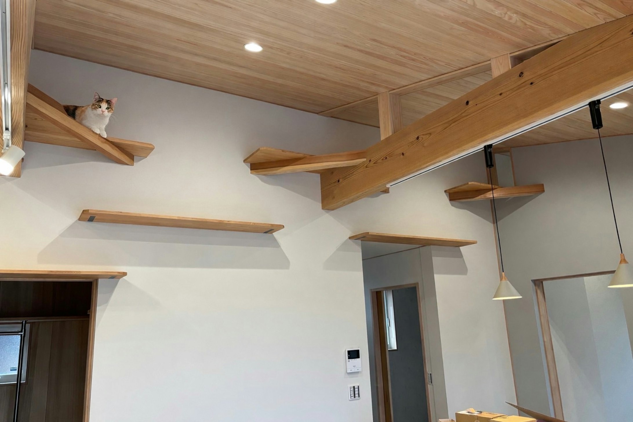 キャットウォーク　猫穴　