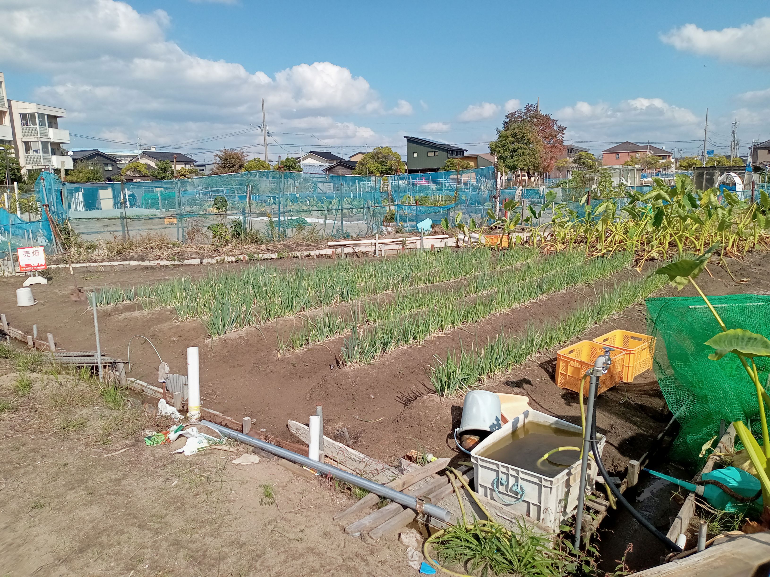 家庭菜園にいかがでしょうか 広めの家庭菜園などにいかがでしょうか